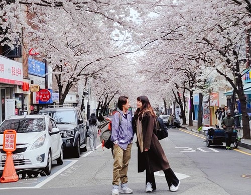 韓國櫻花,首爾櫻花,韓國自由行5天4夜,韓國自由行行程,首爾自由行行程,首爾賞櫻,韓國賞櫻.首爾櫻花推薦.首爾行程,韓國行程推薦,韓國自由行新手,汝矣島現代百貨,京東市場,首爾林SM曠野