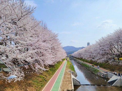 韓國櫻花,首爾櫻花,韓國自由行5天4夜,韓國自由行行程,首爾自由行行程,首爾賞櫻,韓國賞櫻.首爾櫻花推薦.首爾行程,韓國行程推薦,韓國自由行新手,汝矣島現代百貨,京東市場,首爾林SM曠野