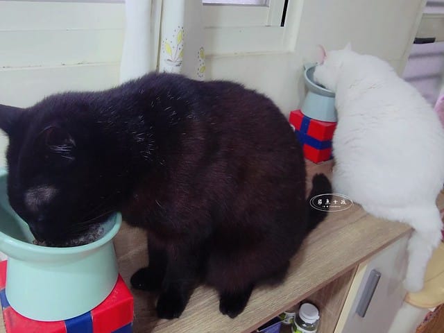 萌肽優LactoTides評價,萌肽優保健品推薦嗎,買過萌肽優優蛋白嗎,寵物營養補給品開箱,寵物蛋白粉分享,寵物膠原蛋白心得,寵物易消化蛋白實測,寵物後生元好處,寵物可以吃乳清蛋白嗎,寵物全護食品推薦,高品質和安全的寵物食品,動物蛋白占比,高鈣優蛋白營養補充品,寵物蛋白粉,寵物膠原蛋白,貓可以吃人的膠原蛋白嗎,寵物 胜 肽,寵物 胜 肽 膠原 蛋白,寵物高蛋白,萌肽優蛋白,萌肽優優蛋白,nippi 寵物 100 膠原 蛋白 胜 肽,狗狗可以吃人的膠原蛋白嗎