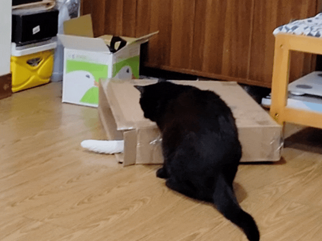 萌肽優LactoTides評價,萌肽優保健品推薦嗎,買過萌肽優優蛋白嗎,寵物營養補給品開箱,寵物蛋白粉分享,寵物膠原蛋白心得,寵物易消化蛋白實測,寵物後生元好處,寵物可以吃乳清蛋白嗎,寵物全護食品推薦,高品質和安全的寵物食品,動物蛋白占比,高鈣優蛋白營養補充品,寵物蛋白粉,寵物膠原蛋白,貓可以吃人的膠原蛋白嗎,寵物 胜 肽,寵物 胜 肽 膠原 蛋白,寵物高蛋白,萌肽優蛋白,萌肽優優蛋白,nippi 寵物 100 膠原 蛋白 胜 肽,狗狗可以吃人的膠原蛋白嗎