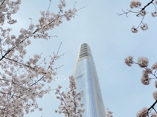 韓國櫻花,首爾櫻花,韓國自由行5天4夜,韓國自由行行程,首爾自由行行程,首爾賞櫻,韓國賞櫻.首爾櫻花推薦.首爾行程,韓國行程推薦,韓國自由行新手,汝矣島現代百貨,京東市場,首爾林SM曠野