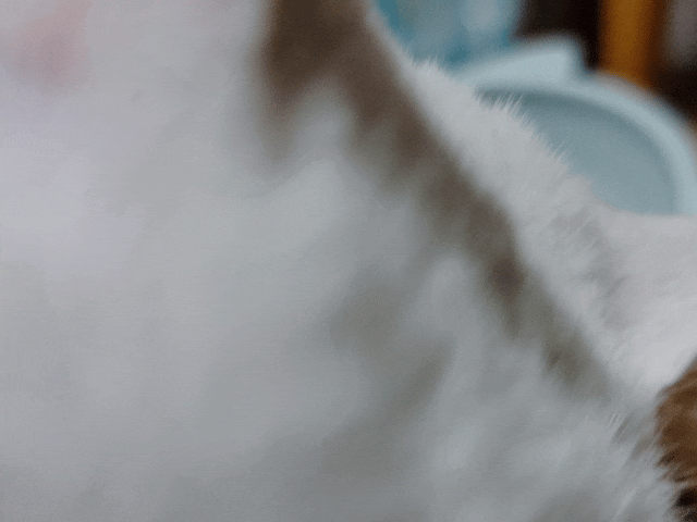 萌肽優LactoTides評價,萌肽優保健品推薦嗎,買過萌肽優優蛋白嗎,寵物營養補給品開箱,寵物蛋白粉分享,寵物膠原蛋白心得,寵物易消化蛋白實測,寵物後生元好處,寵物可以吃乳清蛋白嗎,寵物全護食品推薦,高品質和安全的寵物食品,動物蛋白占比,高鈣優蛋白營養補充品,寵物蛋白粉,寵物膠原蛋白,貓可以吃人的膠原蛋白嗎,寵物 胜 肽,寵物 胜 肽 膠原 蛋白,寵物高蛋白,萌肽優蛋白,萌肽優優蛋白,nippi 寵物 100 膠原 蛋白 胜 肽,狗狗可以吃人的膠原蛋白嗎