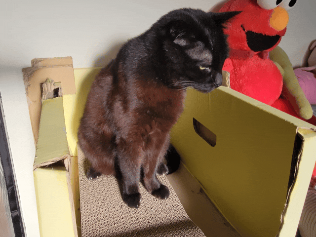 萌肽優LactoTides評價,萌肽優保健品推薦嗎,買過萌肽優優蛋白嗎,寵物營養補給品開箱,寵物蛋白粉分享,寵物膠原蛋白心得,寵物易消化蛋白實測,寵物後生元好處,寵物可以吃乳清蛋白嗎,寵物全護食品推薦,高品質和安全的寵物食品,動物蛋白占比,高鈣優蛋白營養補充品,寵物蛋白粉,寵物膠原蛋白,貓可以吃人的膠原蛋白嗎,寵物 胜 肽,寵物 胜 肽 膠原 蛋白,寵物高蛋白,萌肽優蛋白,萌肽優優蛋白,nippi 寵物 100 膠原 蛋白 胜 肽,狗狗可以吃人的膠原蛋白嗎