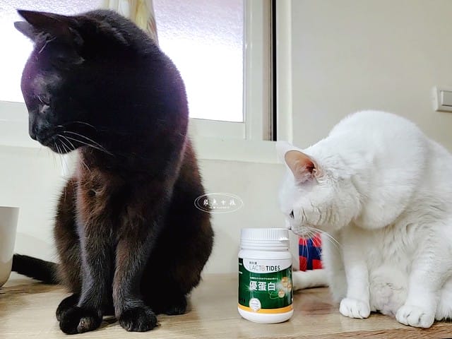 萌肽優LactoTides評價,萌肽優保健品推薦嗎,買過萌肽優優蛋白嗎,寵物營養補給品開箱,寵物蛋白粉分享,寵物膠原蛋白心得,寵物易消化蛋白實測,寵物後生元好處,寵物可以吃乳清蛋白嗎,寵物全護食品推薦,高品質和安全的寵物食品,動物蛋白占比,高鈣優蛋白營養補充品,寵物蛋白粉,寵物膠原蛋白,貓可以吃人的膠原蛋白嗎,寵物 胜 肽,寵物 胜 肽 膠原 蛋白,寵物高蛋白,萌肽優蛋白,萌肽優優蛋白,nippi 寵物 100 膠原 蛋白 胜 肽,狗狗可以吃人的膠原蛋白嗎