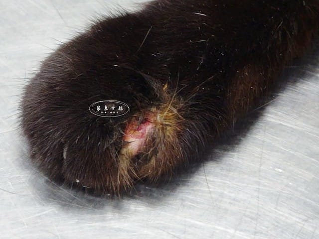 萌肽優LactoTides評價,萌肽優保健品推薦嗎,買過萌肽優優蛋白嗎,寵物營養補給品開箱,寵物蛋白粉分享,寵物膠原蛋白心得,寵物易消化蛋白實測,寵物後生元好處,寵物可以吃乳清蛋白嗎,寵物全護食品推薦,高品質和安全的寵物食品,動物蛋白占比,高鈣優蛋白營養補充品,寵物蛋白粉,寵物膠原蛋白,貓可以吃人的膠原蛋白嗎,寵物 胜 肽,寵物 胜 肽 膠原 蛋白,寵物高蛋白,萌肽優蛋白,萌肽優優蛋白,nippi 寵物 100 膠原 蛋白 胜 肽,狗狗可以吃人的膠原蛋白嗎