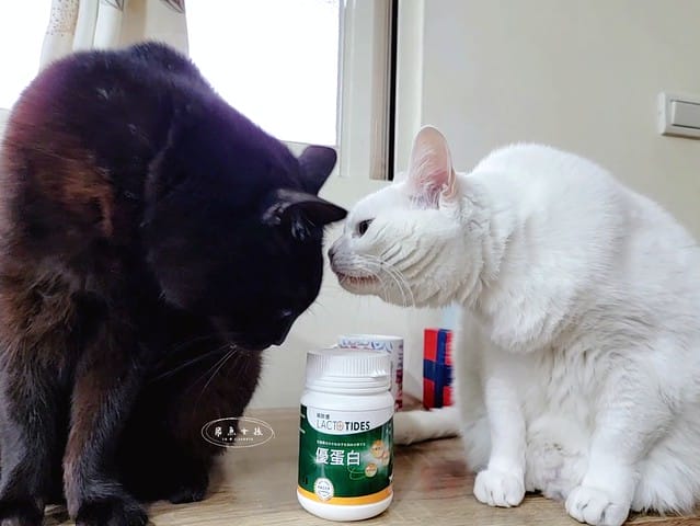 萌肽優LactoTides評價,萌肽優保健品推薦嗎,買過萌肽優優蛋白嗎,寵物營養補給品開箱,寵物蛋白粉分享,寵物膠原蛋白心得,寵物易消化蛋白實測,寵物後生元好處,寵物可以吃乳清蛋白嗎,寵物全護食品推薦,高品質和安全的寵物食品,動物蛋白占比,高鈣優蛋白營養補充品,寵物蛋白粉,寵物膠原蛋白,貓可以吃人的膠原蛋白嗎,寵物 胜 肽,寵物 胜 肽 膠原 蛋白,寵物高蛋白,萌肽優蛋白,萌肽優優蛋白,nippi 寵物 100 膠原 蛋白 胜 肽,狗狗可以吃人的膠原蛋白嗎