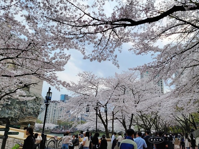 石村湖水櫻花,首爾賞櫻景點,石村湖水公園,2025 首爾櫻花季,首爾石村湖水櫻花怎麼去,石村湖水公園櫻花景點推薦,韓國櫻花自由行2025,韓國櫻花預測2025,韓國櫻花 2025,2025首爾櫻花預測,首爾櫻花2025,首爾櫻花現況,韓國櫻花2025,韓國櫻花預測,韓國櫻花季,2025韓國櫻花,石村湖韓文,石村 湖水 櫻花 慶典,樂天世界 石村湖,首爾樂天湖,樂天世界必玩,樂天世界必玩dcard,樂天世界 心得,樂天世界快速通關dcard,樂天世界塔事件,樂天塔,樂天世界塔購物,樂天世界塔門票,蠶室樂天百貨必買,樂天世界塔樓層介紹,樂天世界購物中心美食,樂天世界美食dcard