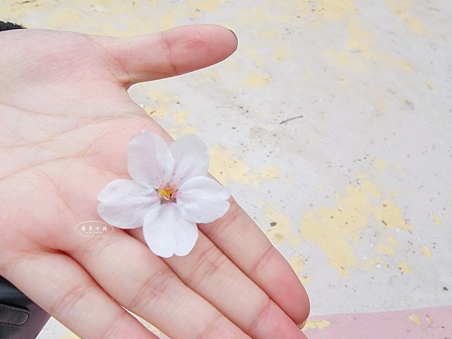 石村湖水櫻花,首爾賞櫻景點,石村湖水公園,2025 首爾櫻花季,首爾石村湖水櫻花怎麼去,石村湖水公園櫻花景點推薦,韓國櫻花自由行2025,韓國櫻花預測2025,韓國櫻花 2025,2025首爾櫻花預測,首爾櫻花2025,首爾櫻花現況,韓國櫻花2025,韓國櫻花預測,韓國櫻花季,2025韓國櫻花,石村湖韓文,石村 湖水 櫻花 慶典,樂天世界 石村湖,首爾樂天湖,樂天世界必玩,樂天世界必玩dcard,樂天世界 心得,樂天世界快速通關dcard,樂天世界塔事件,樂天塔,樂天世界塔購物,樂天世界塔門票,蠶室樂天百貨必買,樂天世界塔樓層介紹,樂天世界購物中心美食,樂天世界美食dcard