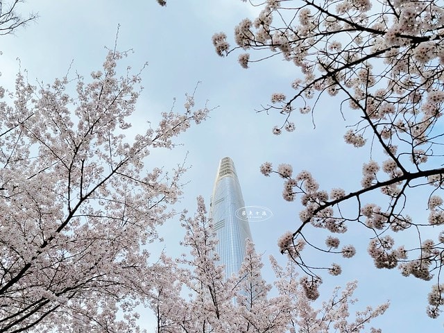 石村湖水櫻花,首爾賞櫻景點,石村湖水公園,2025 首爾櫻花季,首爾石村湖水櫻花怎麼去,石村湖水公園櫻花景點推薦,韓國櫻花自由行2025,韓國櫻花預測2025,韓國櫻花 2025,2025首爾櫻花預測,首爾櫻花2025,首爾櫻花現況,韓國櫻花2025,韓國櫻花預測,韓國櫻花季,2025韓國櫻花,石村湖韓文,石村 湖水 櫻花 慶典,樂天世界 石村湖,首爾樂天湖,樂天世界必玩,樂天世界必玩dcard,樂天世界 心得,樂天世界快速通關dcard,樂天世界塔事件,樂天塔,樂天世界塔購物,樂天世界塔門票,蠶室樂天百貨必買,樂天世界塔樓層介紹,樂天世界購物中心美食,樂天世界美食dcard