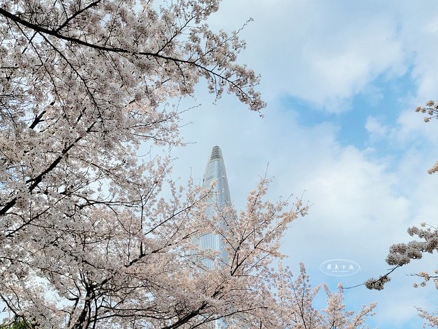 石村湖水櫻花,首爾賞櫻景點,石村湖水公園,2025 首爾櫻花季,首爾石村湖水櫻花怎麼去,石村湖水公園櫻花景點推薦,韓國櫻花自由行2025,韓國櫻花預測2025,韓國櫻花 2025,2025首爾櫻花預測,首爾櫻花2025,首爾櫻花現況,韓國櫻花2025,韓國櫻花預測,韓國櫻花季,2025韓國櫻花,石村湖韓文,石村 湖水 櫻花 慶典,樂天世界 石村湖,首爾樂天湖,樂天世界必玩,樂天世界必玩dcard,樂天世界 心得,樂天世界快速通關dcard,樂天世界塔事件,樂天塔,樂天世界塔購物,樂天世界塔門票,蠶室樂天百貨必買,樂天世界塔樓層介紹,樂天世界購物中心美食,樂天世界美食dcard