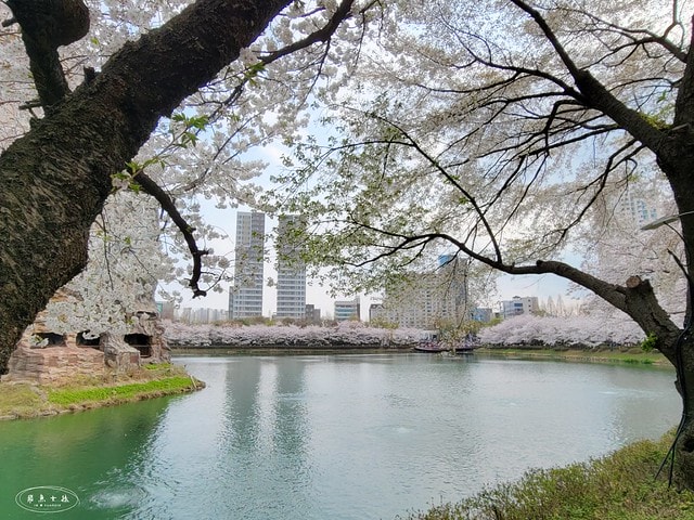 石村湖水櫻花,首爾賞櫻景點,石村湖水公園,2025 首爾櫻花季,首爾石村湖水櫻花怎麼去,石村湖水公園櫻花景點推薦,韓國櫻花自由行2025,韓國櫻花預測2025,韓國櫻花 2025,2025首爾櫻花預測,首爾櫻花2025,首爾櫻花現況,韓國櫻花2025,韓國櫻花預測,韓國櫻花季,2025韓國櫻花,石村湖韓文,石村 湖水 櫻花 慶典,樂天世界 石村湖,首爾樂天湖,樂天世界必玩,樂天世界必玩dcard,樂天世界 心得,樂天世界快速通關dcard,樂天世界塔事件,樂天塔,樂天世界塔購物,樂天世界塔門票,蠶室樂天百貨必買,樂天世界塔樓層介紹,樂天世界購物中心美食,樂天世界美食dcard