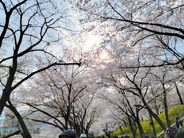 石村湖水櫻花,首爾賞櫻景點,石村湖水公園,2025 首爾櫻花季,首爾石村湖水櫻花怎麼去,石村湖水公園櫻花景點推薦,韓國櫻花自由行2025,韓國櫻花預測2025,韓國櫻花 2025,2025首爾櫻花預測,首爾櫻花2025,首爾櫻花現況,韓國櫻花2025,韓國櫻花預測,韓國櫻花季,2025韓國櫻花,石村湖韓文,石村 湖水 櫻花 慶典,樂天世界 石村湖,首爾樂天湖,樂天世界必玩,樂天世界必玩dcard,樂天世界 心得,樂天世界快速通關dcard,樂天世界塔事件,樂天塔,樂天世界塔購物,樂天世界塔門票,蠶室樂天百貨必買,樂天世界塔樓層介紹,樂天世界購物中心美食,樂天世界美食dcard