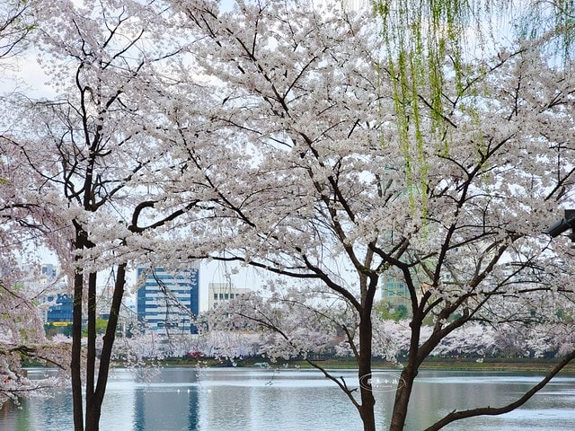 石村湖水櫻花,首爾賞櫻景點,石村湖水公園,2025 首爾櫻花季,首爾石村湖水櫻花怎麼去,石村湖水公園櫻花景點推薦,韓國櫻花自由行2025,韓國櫻花預測2025,韓國櫻花 2025,2025首爾櫻花預測,首爾櫻花2025,首爾櫻花現況,韓國櫻花2025,韓國櫻花預測,韓國櫻花季,2025韓國櫻花,石村湖韓文,石村 湖水 櫻花 慶典,樂天世界 石村湖,首爾樂天湖,樂天世界必玩,樂天世界必玩dcard,樂天世界 心得,樂天世界快速通關dcard,樂天世界塔事件,樂天塔,樂天世界塔購物,樂天世界塔門票,蠶室樂天百貨必買,樂天世界塔樓層介紹,樂天世界購物中心美食,樂天世界美食dcard