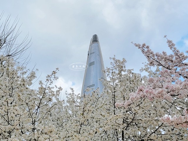 石村湖水櫻花,首爾賞櫻景點,石村湖水公園,2025 首爾櫻花季,首爾石村湖水櫻花怎麼去,石村湖水公園櫻花景點推薦,韓國櫻花自由行2025,韓國櫻花預測2025,韓國櫻花 2025,2025首爾櫻花預測,首爾櫻花2025,首爾櫻花現況,韓國櫻花2025,韓國櫻花預測,韓國櫻花季,2025韓國櫻花,石村湖韓文,石村 湖水 櫻花 慶典,樂天世界 石村湖,首爾樂天湖,樂天世界必玩,樂天世界必玩dcard,樂天世界 心得,樂天世界快速通關dcard,樂天世界塔事件,樂天塔,樂天世界塔購物,樂天世界塔門票,蠶室樂天百貨必買,樂天世界塔樓層介紹,樂天世界購物中心美食,樂天世界美食dcard