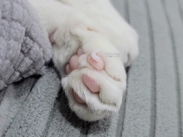  可沛寵藥評價,可沛寵護霜評價,可沛寵護霜好用嗎,寵物萬用膏分享,敏感肌寵物必備分享,寵物居家萬用膏推薦,寵物必備萬用膏推薦,外泌體寵物萬用膏,換季必備寵物萬用膏,蚊蟲叮咬寵物萬用膏,腳掌龜裂寵物萬用膏,滋潤保濕寵物萬用膏,可沛寵藥ptt,可沛好安心,寵物萬用軟膏,寵物萬用軟膏dcard,寵物藥膏哪裡買,貓咪外傷藥膏dcard,貓咪外傷藥膏ptt,貓咪可以擦人類的藥嗎