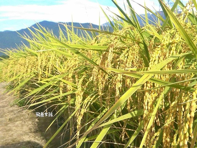 米膚評價,Reise米膚評價,米膚乳液評價,米膚乳液好用嗎,不挑膚質身體乳液推薦,敏感肌身體乳液分享,天然溫和身體乳液分享,純淨成分身體乳液分享,MIT保養品牌推薦,好吸收身體乳液分享,孕婦身體乳液分享,清新香氣身體乳液分享,不刺激身體乳液分享,reise米膚dcard,reise米膚ptt,好吸收乳液,保濕身體乳液推薦dcard,不黏膩身體乳液dcard,平價身體乳液推薦dcard,香氛身體乳液推薦dcard,mit 乳液,mit保養品推薦,米糠保養品,無印良品米糠dcard,無印良品米糠ptt,muji米糠