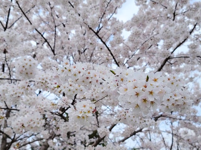 2025韓國櫻花開花預測,2025韓國櫻花花期,2025韓國櫻花季節,2025韓國櫻花開花時間,2025韓國櫻花,2025首爾櫻花開花預測,2025韓國各地櫻花開花日期,2025韓國賞櫻行程規劃,2025韓國櫻花預測,2025櫻花預測,韓國櫻花季2025,韓國櫻花花期,韓國櫻花首爾,韓國櫻花時間,首爾櫻花現況,首爾賞櫻自由行,首爾賞櫻,首爾4月櫻花,韓國櫻花預測2025,2025釜山櫻花預測,首爾六天五夜,首爾林smtown,首爾6天5夜自由行,首爾6天5夜,韓國賞櫻景點推薦,首爾賞櫻景點推薦,首爾哪裡有櫻花首爾 櫻花季,首爾林櫻花 2025韓國櫻花開花預測,2025韓國櫻花花期,2025韓國櫻花季節,2025韓國櫻花開花時間,2025韓國櫻花,2025首爾櫻花開花預測,2025韓國各地櫻花開花日期,2025韓國賞櫻行程規劃,2025韓國櫻花預測,2025櫻花預測,韓國櫻花季2025,韓國櫻花花期,韓國櫻花首爾,韓國櫻花時間,首爾櫻花現況,首爾賞櫻自由行,首爾賞櫻,首爾4月櫻花,韓國櫻花預測2025,2025釜山櫻花預測,首爾六天五夜,首爾林smtown,首爾6天5夜自由行,首爾6天5夜,韓國賞櫻景點推薦,首爾賞櫻景點推薦,首爾哪裡有櫻花首爾 櫻花季,首爾林櫻花