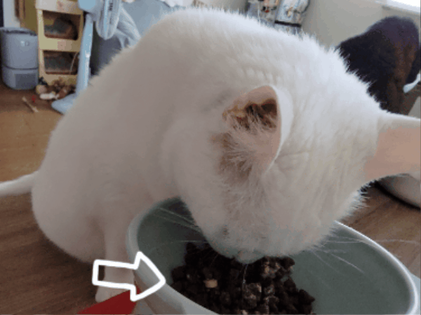 奧沛,OurPet,寵物活力充沛,跟著飼料丟一顆,適口性極好,0化學添加,CP質高,狗狗關節保健食品推薦,貓咪關節保健食品推薦,貓咪關節保養,貓用關節營養品,貓咪關節健康,OurPet貓用關沛錠,葡萄糖胺貓咪,貓咪關節保健ptt,貓咪關節保健dcard,老貓 保健食品 Dcard,貓咪關節炎治療費用,貓關節保健食品,奧沛貓用關沛錠,貓用關沛錠,奧沛評價,貓咪關節推薦,老貓維骨力,貓咪維骨力,貓咪軟骨素推薦,貓維骨力,貓用維骨力,寵物 軟骨素