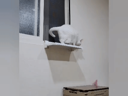 奧沛,OurPet,寵物活力充沛,跟著飼料丟一顆,適口性極好,0化學添加,CP質高,狗狗關節保健食品推薦,貓咪關節保健食品推薦,貓咪關節保養,貓用關節營養品,貓咪關節健康,OurPet貓用關沛錠,葡萄糖胺貓咪,貓咪關節保健ptt,貓咪關節保健dcard,老貓 保健食品 Dcard,貓咪關節炎治療費用,貓關節保健食品,奧沛貓用關沛錠,貓用關沛錠,奧沛評價,貓咪關節推薦,老貓維骨力,貓咪維骨力,貓咪軟骨素推薦,貓維骨力,貓用維骨力,寵物 軟骨素