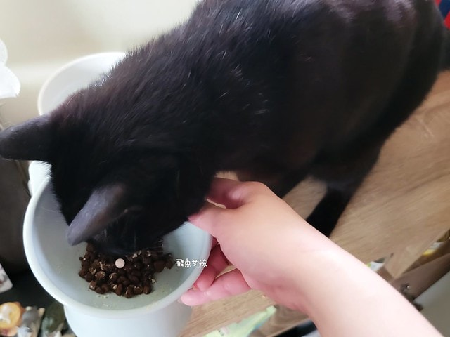 奧沛,OurPet,寵物活力充沛,跟著飼料丟一顆,適口性極好,0化學添加,CP質高,狗狗關節保健食品推薦,貓咪關節保健食品推薦,貓咪關節保養,貓用關節營養品,貓咪關節健康,OurPet貓用關沛錠,葡萄糖胺貓咪,貓咪關節保健ptt,貓咪關節保健dcard,老貓 保健食品 Dcard,貓咪關節炎治療費用,貓關節保健食品,奧沛貓用關沛錠,貓用關沛錠,奧沛評價,貓咪關節推薦,老貓維骨力,貓咪維骨力,貓咪軟骨素推薦,貓維骨力,貓用維骨力,寵物 軟骨素