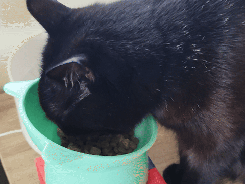 美國原點Instinct評價,美國飼料領導品牌,WDJ飼料,WDJ推薦,原點凍乾推薦嗎,鮮肉凍乾飼料開箱,天然生肉凍乾開箱,高適口性飼料推薦,進口凍乾開箱,原點飼料,無穀飼料,貓凍乾開箱,原點貓咪適口性,原點狗飼料dcard,頂級貓咪凍乾分享,貓咪主食凍乾推薦,挑嘴貓凍乾飼料推薦,純肉塊貓凍乾推薦,原點雞肉凍乾ptt,原點貓飼料dcard,instinct原點ptt 美國原點Instinct評價,美國飼料領導品牌,WDJ飼料,WDJ推薦,原點凍乾推薦嗎,鮮肉凍乾飼料開箱,天然生肉凍乾開箱,高適口性飼料推薦,進口凍乾開箱,原點飼料,無穀飼料,貓凍乾開箱,原點貓咪適口性,原點狗飼料dcard,頂級貓咪凍乾分享,貓咪主食凍乾推薦,挑嘴貓凍乾飼料推薦,純肉塊貓凍乾推薦,原點雞肉凍乾ptt,原點貓飼料dcard,instinct原點ptt