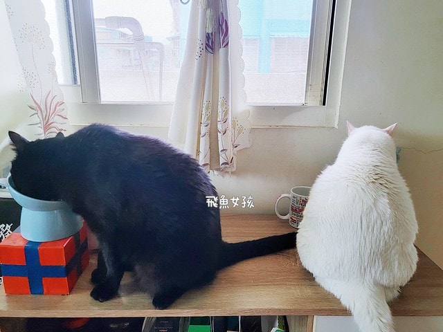 美國原點Instinct評價,美國飼料領導品牌,WDJ飼料,WDJ推薦,原點凍乾推薦嗎,鮮肉凍乾飼料開箱,天然生肉凍乾開箱,高適口性飼料推薦,進口凍乾開箱,原點飼料,無穀飼料,貓凍乾開箱,原點貓咪適口性,原點狗飼料dcard,頂級貓咪凍乾分享,貓咪主食凍乾推薦,挑嘴貓凍乾飼料推薦,純肉塊貓凍乾推薦,原點雞肉凍乾ptt,原點貓飼料dcard,instinct原點ptt 美國原點Instinct評價,美國飼料領導品牌,WDJ飼料,WDJ推薦,原點凍乾推薦嗎,鮮肉凍乾飼料開箱,天然生肉凍乾開箱,高適口性飼料推薦,進口凍乾開箱,原點飼料,無穀飼料,貓凍乾開箱,原點貓咪適口性,原點狗飼料dcard,頂級貓咪凍乾分享,貓咪主食凍乾推薦,挑嘴貓凍乾飼料推薦,純肉塊貓凍乾推薦,原點雞肉凍乾ptt,原點貓飼料dcard,instinct原點ptt