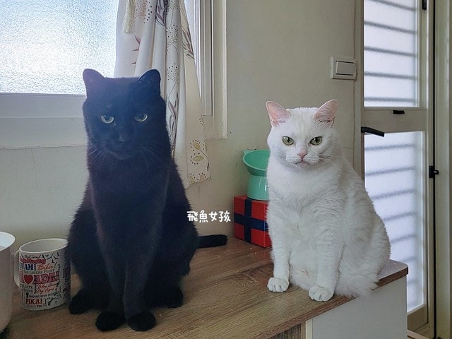 美國原點Instinct評價,美國飼料領導品牌,WDJ飼料,WDJ推薦,原點凍乾推薦嗎,鮮肉凍乾飼料開箱,天然生肉凍乾開箱,高適口性飼料推薦,進口凍乾開箱,原點飼料,無穀飼料,貓凍乾開箱,原點貓咪適口性,原點狗飼料dcard,頂級貓咪凍乾分享,貓咪主食凍乾推薦,挑嘴貓凍乾飼料推薦,純肉塊貓凍乾推薦,原點雞肉凍乾ptt,原點貓飼料dcard,instinct原點ptt 美國原點Instinct評價,美國飼料領導品牌,WDJ飼料,WDJ推薦,原點凍乾推薦嗎,鮮肉凍乾飼料開箱,天然生肉凍乾開箱,高適口性飼料推薦,進口凍乾開箱,原點飼料,無穀飼料,貓凍乾開箱,原點貓咪適口性,原點狗飼料dcard,頂級貓咪凍乾分享,貓咪主食凍乾推薦,挑嘴貓凍乾飼料推薦,純肉塊貓凍乾推薦,原點雞肉凍乾ptt,原點貓飼料dcard,instinct原點ptt