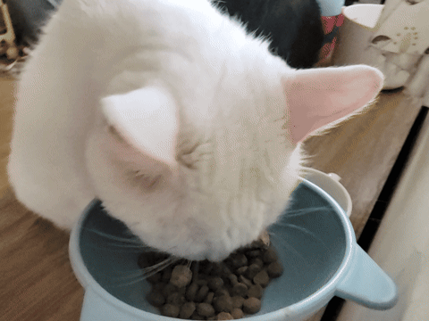 美國原點Instinct評價,美國飼料領導品牌,WDJ飼料,WDJ推薦,原點凍乾推薦嗎,鮮肉凍乾飼料開箱,天然生肉凍乾開箱,高適口性飼料推薦,進口凍乾開箱,原點飼料,無穀飼料,貓凍乾開箱,原點貓咪適口性,原點狗飼料dcard,頂級貓咪凍乾分享,貓咪主食凍乾推薦,挑嘴貓凍乾飼料推薦,純肉塊貓凍乾推薦,原點雞肉凍乾ptt,原點貓飼料dcard,instinct原點ptt 美國原點Instinct評價,美國飼料領導品牌,WDJ飼料,WDJ推薦,原點凍乾推薦嗎,鮮肉凍乾飼料開箱,天然生肉凍乾開箱,高適口性飼料推薦,進口凍乾開箱,原點飼料,無穀飼料,貓凍乾開箱,原點貓咪適口性,原點狗飼料dcard,頂級貓咪凍乾分享,貓咪主食凍乾推薦,挑嘴貓凍乾飼料推薦,純肉塊貓凍乾推薦,原點雞肉凍乾ptt,原點貓飼料dcard,instinct原點ptt