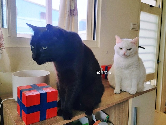 美國原點Instinct評價,美國飼料領導品牌,WDJ飼料,WDJ推薦,原點凍乾推薦嗎,鮮肉凍乾飼料開箱,天然生肉凍乾開箱,高適口性飼料推薦,進口凍乾開箱,原點飼料,無穀飼料,貓凍乾開箱,原點貓咪適口性,原點狗飼料dcard,頂級貓咪凍乾分享,貓咪主食凍乾推薦,挑嘴貓凍乾飼料推薦,純肉塊貓凍乾推薦,原點雞肉凍乾ptt,原點貓飼料dcard,instinct原點ptt 美國原點Instinct評價,美國飼料領導品牌,WDJ飼料,WDJ推薦,原點凍乾推薦嗎,鮮肉凍乾飼料開箱,天然生肉凍乾開箱,高適口性飼料推薦,進口凍乾開箱,原點飼料,無穀飼料,貓凍乾開箱,原點貓咪適口性,原點狗飼料dcard,頂級貓咪凍乾分享,貓咪主食凍乾推薦,挑嘴貓凍乾飼料推薦,純肉塊貓凍乾推薦,原點雞肉凍乾ptt,原點貓飼料dcard,instinct原點ptt