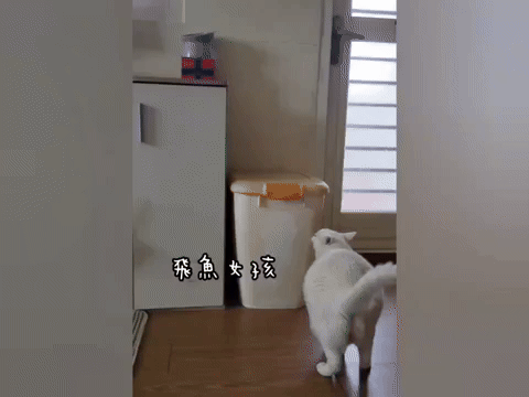 美國原點Instinct評價,美國飼料領導品牌,WDJ飼料,WDJ推薦,原點凍乾推薦嗎,鮮肉凍乾飼料開箱,天然生肉凍乾開箱,高適口性飼料推薦,進口凍乾開箱,原點飼料,無穀飼料,貓凍乾開箱,原點貓咪適口性,原點狗飼料dcard,頂級貓咪凍乾分享,貓咪主食凍乾推薦,挑嘴貓凍乾飼料推薦,純肉塊貓凍乾推薦,原點雞肉凍乾ptt,原點貓飼料dcard,instinct原點ptt 美國原點Instinct評價,美國飼料領導品牌,WDJ飼料,WDJ推薦,原點凍乾推薦嗎,鮮肉凍乾飼料開箱,天然生肉凍乾開箱,高適口性飼料推薦,進口凍乾開箱,原點飼料,無穀飼料,貓凍乾開箱,原點貓咪適口性,原點狗飼料dcard,頂級貓咪凍乾分享,貓咪主食凍乾推薦,挑嘴貓凍乾飼料推薦,純肉塊貓凍乾推薦,原點雞肉凍乾ptt,原點貓飼料dcard,instinct原點ptt