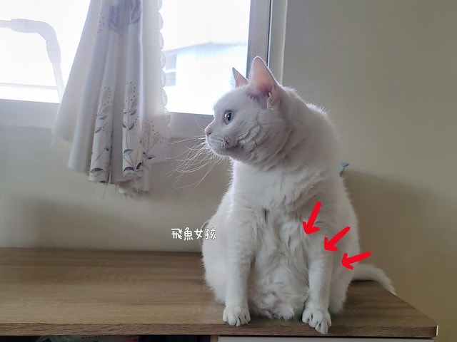 美國原點Instinct評價,美國飼料領導品牌,WDJ飼料,WDJ推薦,原點凍乾推薦嗎,鮮肉凍乾飼料開箱,天然生肉凍乾開箱,高適口性飼料推薦,進口凍乾開箱,原點飼料,無穀飼料,貓凍乾開箱,原點貓咪適口性,原點狗飼料dcard,頂級貓咪凍乾分享,貓咪主食凍乾推薦,挑嘴貓凍乾飼料推薦,純肉塊貓凍乾推薦,原點雞肉凍乾ptt,原點貓飼料dcard,instinct原點ptt 美國原點Instinct評價,美國飼料領導品牌,WDJ飼料,WDJ推薦,原點凍乾推薦嗎,鮮肉凍乾飼料開箱,天然生肉凍乾開箱,高適口性飼料推薦,進口凍乾開箱,原點飼料,無穀飼料,貓凍乾開箱,原點貓咪適口性,原點狗飼料dcard,頂級貓咪凍乾分享,貓咪主食凍乾推薦,挑嘴貓凍乾飼料推薦,純肉塊貓凍乾推薦,原點雞肉凍乾ptt,原點貓飼料dcard,instinct原點ptt