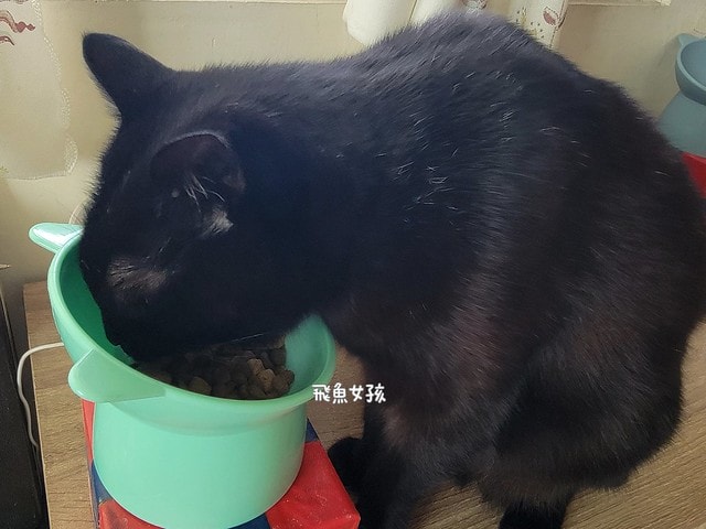 美國原點Instinct評價,美國飼料領導品牌,WDJ飼料,WDJ推薦,原點凍乾推薦嗎,鮮肉凍乾飼料開箱,天然生肉凍乾開箱,高適口性飼料推薦,進口凍乾開箱,原點飼料,無穀飼料,貓凍乾開箱,原點貓咪適口性,原點狗飼料dcard,頂級貓咪凍乾分享,貓咪主食凍乾推薦,挑嘴貓凍乾飼料推薦,純肉塊貓凍乾推薦,原點雞肉凍乾ptt,原點貓飼料dcard,instinct原點ptt 美國原點Instinct評價,美國飼料領導品牌,WDJ飼料,WDJ推薦,原點凍乾推薦嗎,鮮肉凍乾飼料開箱,天然生肉凍乾開箱,高適口性飼料推薦,進口凍乾開箱,原點飼料,無穀飼料,貓凍乾開箱,原點貓咪適口性,原點狗飼料dcard,頂級貓咪凍乾分享,貓咪主食凍乾推薦,挑嘴貓凍乾飼料推薦,純肉塊貓凍乾推薦,原點雞肉凍乾ptt,原點貓飼料dcard,instinct原點ptt