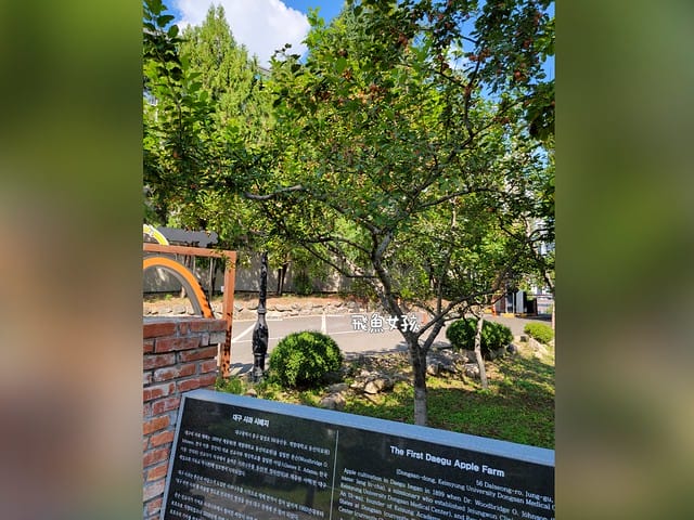 大邱景點,大邱自由行,大邱自由行2025,大邱景點推薦,大邱蘋果,近代文化胡同,大邱近代文化胡同 交通,大邱近代文化胡同,大邱近代文化胡同路線,近代文化胡同 韓文,近代文化 巷 弄 之旅,近代文化胡同路線,青蘿坡,大邱青蘿坡,大邱桂山聖堂,苦盡柑來遇見你拍攝地,金秘書為何那樣拍攝地,東山 青 蘿 坡,大邱 青蘿坡,大邱 教堂,大邱31萬歲運動路,大邱近代胡同(31運動路、青蘿之丘、桂山洞聖堂、大邱第一教會),大邱近代胡同31運動路青蘿之丘桂山洞聖堂大邱第一教會,大邱一日遊dcard,大邱三天兩夜 Dcard,大邱景點dcard