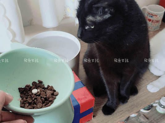 奧沛,OurPet,寵物活力充沛,跟著飼料丟一顆,適口性極好,0人工香料,CP值高,奧沛OurPet腸沛錠,貓咪腸胃保健食品推薦,奧沛貓用關沛錠,奧沛 ourpet的評論,奧沛dcard,ourpet 奧沛 貓用關沛錠,貓咪益生菌推薦,貓咪腸胃益生菌,貓咪腸胃敏感飼料dcard,貓咪 腸胃保健 Dcard,貓咪腸胃保健食品,貓咪益生菌dcard,貓益生菌