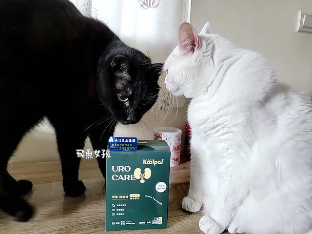 可沛寵藥評價,好泌活評價,好泌活有效嗎,寵物泌尿保健怎麼選,寵物泌尿保健吃什麼,貓狗泌尿保健推薦,貓狗機能保健推薦,貓狗結紮保健推薦,貓狗泌尿道營養補充,貓狗舒壓保健推薦,貓咪情緒穩定推薦,狗狗焦慮舒緩推薦,可沛寵藥ptt,貓咪泌尿道保健,貓咪泌尿道問題,貓咪泌尿保健dcard,貓 蔓 越 莓 Dcard,貓咪泌尿道感染,貓咪尿道炎會自己好嗎,貓咪喝水量,熟齡貓保養,貓咪保養品推薦,貓咪保健食品ptt,貓咪保健食品dcard 可沛寵藥評價,好泌活評價,好泌活有效嗎,寵物泌尿保健怎麼選,寵物泌尿保健吃什麼,貓狗泌尿保健推薦,貓狗機能保健推薦,貓狗結紮保健推薦,貓狗泌尿道營養補充,貓狗舒壓保健推薦,貓咪情緒穩定推薦,狗狗焦慮舒緩推薦,可沛寵藥ptt,貓咪泌尿道保健,貓咪泌尿道問題,貓咪泌尿保健dcard,貓 蔓 越 莓 Dcard,貓咪泌尿道感染,貓咪尿道炎會自己好嗎,貓咪喝水量,熟齡貓保養,貓咪保養品推薦,貓咪保健食品ptt,貓咪保健食品dcard