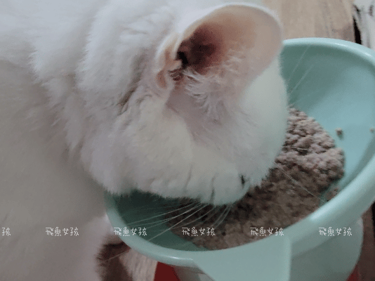 可沛寵藥評價,好泌活評價,好泌活有效嗎,寵物泌尿保健怎麼選,寵物泌尿保健吃什麼,貓狗泌尿保健推薦,貓狗機能保健推薦,貓狗結紮保健推薦,貓狗泌尿道營養補充,貓狗舒壓保健推薦,貓咪情緒穩定推薦,狗狗焦慮舒緩推薦,可沛寵藥ptt,貓咪泌尿道保健,貓咪泌尿道問題,貓咪泌尿保健dcard,貓 蔓 越 莓 Dcard,貓咪泌尿道感染,貓咪尿道炎會自己好嗎,貓咪喝水量,熟齡貓保養,貓咪保養品推薦,貓咪保健食品ptt,貓咪保健食品dcard 可沛寵藥評價,好泌活評價,好泌活有效嗎,寵物泌尿保健怎麼選,寵物泌尿保健吃什麼,貓狗泌尿保健推薦,貓狗機能保健推薦,貓狗結紮保健推薦,貓狗泌尿道營養補充,貓狗舒壓保健推薦,貓咪情緒穩定推薦,狗狗焦慮舒緩推薦,可沛寵藥ptt,貓咪泌尿道保健,貓咪泌尿道問題,貓咪泌尿保健dcard,貓 蔓 越 莓 Dcard,貓咪泌尿道感染,貓咪尿道炎會自己好嗎,貓咪喝水量,熟齡貓保養,貓咪保養品推薦,貓咪保健食品ptt,貓咪保健食品dcard