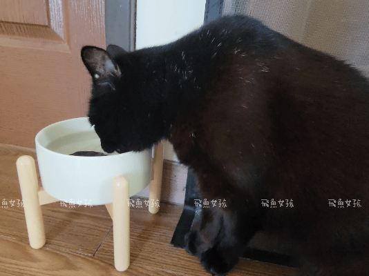 可沛寵藥評價,好泌活評價,好泌活有效嗎,寵物泌尿保健怎麼選,寵物泌尿保健吃什麼,貓狗泌尿保健推薦,貓狗機能保健推薦,貓狗結紮保健推薦,貓狗泌尿道營養補充,貓狗舒壓保健推薦,貓咪情緒穩定推薦,狗狗焦慮舒緩推薦,可沛寵藥ptt,貓咪泌尿道保健,貓咪泌尿道問題,貓咪泌尿保健dcard,貓 蔓 越 莓 Dcard,貓咪泌尿道感染,貓咪尿道炎會自己好嗎,貓咪喝水量,熟齡貓保養,貓咪保養品推薦,貓咪保健食品ptt,貓咪保健食品dcard 可沛寵藥評價,好泌活評價,好泌活有效嗎,寵物泌尿保健怎麼選,寵物泌尿保健吃什麼,貓狗泌尿保健推薦,貓狗機能保健推薦,貓狗結紮保健推薦,貓狗泌尿道營養補充,貓狗舒壓保健推薦,貓咪情緒穩定推薦,狗狗焦慮舒緩推薦,可沛寵藥ptt,貓咪泌尿道保健,貓咪泌尿道問題,貓咪泌尿保健dcard,貓 蔓 越 莓 Dcard,貓咪泌尿道感染,貓咪尿道炎會自己好嗎,貓咪喝水量,熟齡貓保養,貓咪保養品推薦,貓咪保健食品ptt,貓咪保健食品dcard