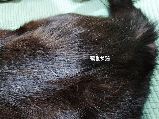 OurPet 奧沛 貓用膚沛錠評價,貓咪皮膚保健品推薦,貓咪掉毛怎麼辦,貓咪皮屑多,奧沛貓用膚沛錠,奧沛膚沛錠,OurPet奧沛,奧沛貓保養品,奧沛貓用膚沛錠評價,奧沛dcard,貓咪皮膚保養,貓咪皮膚保健ptt,貓咪皮膚保健食品dcard,貓咪皮膚保健食品,貓皮膚益生菌dcard,貓咪皮膚益生菌推薦,寵物皮膚益生菌推薦,貓咪抓癢掉毛,貓咪一直抓癢dcard,貓咪魚油dcard