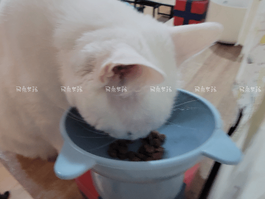 法米納評價, Petzoo飼料評價, 法米納心得, 法米納飼料dcard, 南瓜系列飼料適口性, 大品牌飼料心得, 義大利寵物飼料推薦, 寵物吃南瓜好處, 南瓜飼料開箱, 寵物機能飼料推薦, WDJ狗飼料開箱, 高肉含量寵糧推薦, 挑嘴貓吃南瓜嗎, 南瓜飼料分享, 無穀天然寵糧開箱, 義大利原裝進口,法米納貓飼料,法米納貓飼料dcard,法米納貓飼料ptt,法米納羊肉藍莓 PTT,法米納貓飼料推薦,法米納 南瓜,法米納 羊肉藍莓,法米納羊肉藍莓dcard