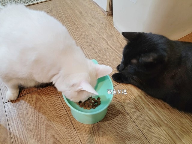 法米納評價, Petzoo飼料評價, 法米納心得, 法米納飼料dcard, 南瓜系列飼料適口性, 大品牌飼料心得, 義大利寵物飼料推薦, 寵物吃南瓜好處, 南瓜飼料開箱, 寵物機能飼料推薦, WDJ狗飼料開箱, 高肉含量寵糧推薦, 挑嘴貓吃南瓜嗎, 南瓜飼料分享, 無穀天然寵糧開箱, 義大利原裝進口,法米納貓飼料,法米納貓飼料dcard,法米納貓飼料ptt,法米納羊肉藍莓 PTT,法米納貓飼料推薦,法米納 南瓜,法米納 羊肉藍莓,法米納羊肉藍莓dcard