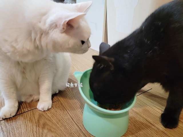 法米納評價, Petzoo飼料評價, 法米納心得, 法米納飼料dcard, 南瓜系列飼料適口性, 大品牌飼料心得, 義大利寵物飼料推薦, 寵物吃南瓜好處, 南瓜飼料開箱, 寵物機能飼料推薦, WDJ狗飼料開箱, 高肉含量寵糧推薦, 挑嘴貓吃南瓜嗎, 南瓜飼料分享, 無穀天然寵糧開箱, 義大利原裝進口,法米納貓飼料,法米納貓飼料dcard,法米納貓飼料ptt,法米納羊肉藍莓 PTT,法米納貓飼料推薦,法米納 南瓜,法米納 羊肉藍莓,法米納羊肉藍莓dcard