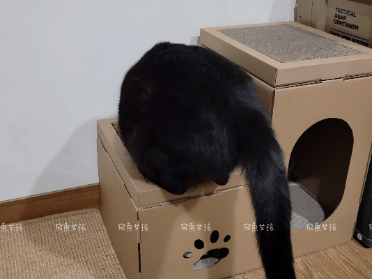 法米納評價, Petzoo飼料評價, 法米納心得, 法米納飼料dcard, 南瓜系列飼料適口性, 大品牌飼料心得, 義大利寵物飼料推薦, 寵物吃南瓜好處, 南瓜飼料開箱, 寵物機能飼料推薦, WDJ狗飼料開箱, 高肉含量寵糧推薦, 挑嘴貓吃南瓜嗎, 南瓜飼料分享, 無穀天然寵糧開箱, 義大利原裝進口,法米納貓飼料,法米納貓飼料dcard,法米納貓飼料ptt,法米納羊肉藍莓 PTT,法米納貓飼料推薦,法米納 南瓜,法米納 羊肉藍莓,法米納羊肉藍莓dcard