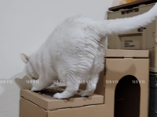 法米納評價, Petzoo飼料評價, 法米納心得, 法米納飼料dcard, 南瓜系列飼料適口性, 大品牌飼料心得, 義大利寵物飼料推薦, 寵物吃南瓜好處, 南瓜飼料開箱, 寵物機能飼料推薦, WDJ狗飼料開箱, 高肉含量寵糧推薦, 挑嘴貓吃南瓜嗎, 南瓜飼料分享, 無穀天然寵糧開箱, 義大利原裝進口,法米納貓飼料,法米納貓飼料dcard,法米納貓飼料ptt,法米納羊肉藍莓 PTT,法米納貓飼料推薦,法米納 南瓜,法米納 羊肉藍莓,法米納羊肉藍莓dcard