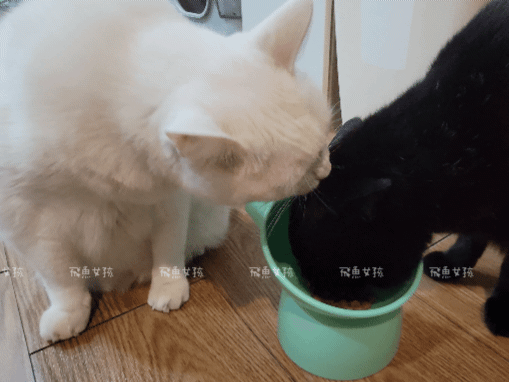 法米納評價, Petzoo飼料評價, 法米納心得, 法米納飼料dcard, 南瓜系列飼料適口性, 大品牌飼料心得, 義大利寵物飼料推薦, 寵物吃南瓜好處, 南瓜飼料開箱, 寵物機能飼料推薦, WDJ狗飼料開箱, 高肉含量寵糧推薦, 挑嘴貓吃南瓜嗎, 南瓜飼料分享, 無穀天然寵糧開箱, 義大利原裝進口,法米納貓飼料,法米納貓飼料dcard,法米納貓飼料ptt,法米納羊肉藍莓 PTT,法米納貓飼料推薦,法米納 南瓜,法米納 羊肉藍莓,法米納羊肉藍莓dcard