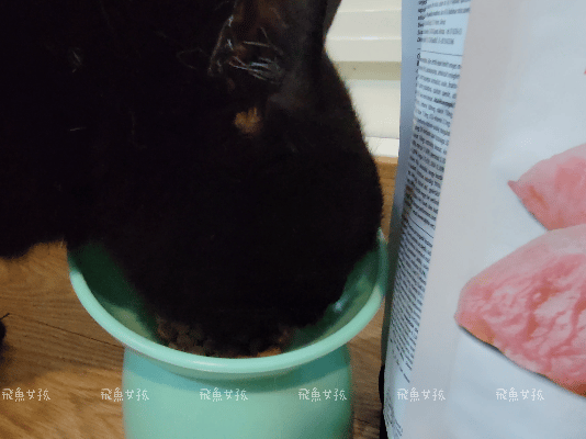 法米納評價, Petzoo飼料評價, 法米納心得, 法米納飼料dcard, 南瓜系列飼料適口性, 大品牌飼料心得, 義大利寵物飼料推薦, 寵物吃南瓜好處, 南瓜飼料開箱, 寵物機能飼料推薦, WDJ狗飼料開箱, 高肉含量寵糧推薦, 挑嘴貓吃南瓜嗎, 南瓜飼料分享, 無穀天然寵糧開箱, 義大利原裝進口,法米納貓飼料,法米納貓飼料dcard,法米納貓飼料ptt,法米納羊肉藍莓 PTT,法米納貓飼料推薦,法米納 南瓜,法米納 羊肉藍莓,法米納羊肉藍莓dcard