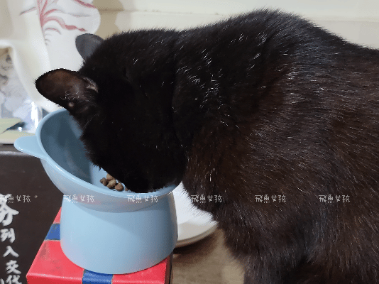 貓奴。【貓奴實測】日本獸醫監製:我的老貓開始吃【Yakupe