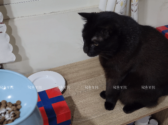 優固倍Yakupet ,日本獸醫 ,寵物長壽 ,寵物關節保健食品 ,寵物保健品 ,寵物營養 ,狗狗關節保養 ,貓咪關節保養 ,綠唇貽貝 ,天然NMN ,褐藻醣膠 ,仙度瑞拉益生菌 ,菊苣纖維 ,老貓 ,老狗,優固倍評價,優固關評價,寵物關節保養推薦,貓咪關節保健ptt,貓咪關節保健dcard,貓優固關,優固倍 寵物,