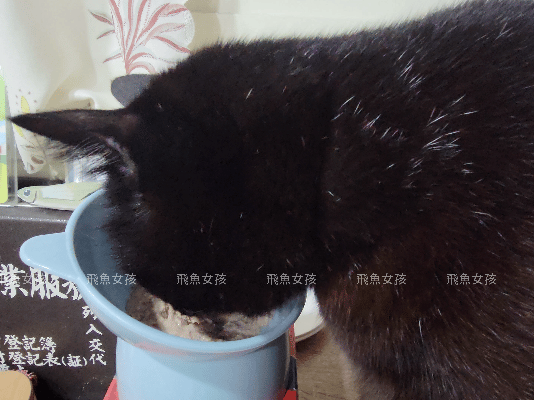 優固倍Yakupet ,日本獸醫 ,寵物長壽 ,寵物關節保健食品 ,寵物保健品 ,寵物營養 ,狗狗關節保養 ,貓咪關節保養 ,綠唇貽貝 ,天然NMN ,褐藻醣膠 ,仙度瑞拉益生菌 ,菊苣纖維 ,老貓 ,老狗,優固倍評價,優固關評價,寵物關節保養推薦,貓咪關節保健ptt,貓咪關節保健dcard,貓優固關,優固倍 寵物,