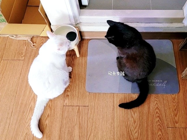 優固倍Yakupet,日本獸醫,日本製造,寵物長壽,犬貓腸胃保健,益生菌保健品,寵物保健食品,毛孩腸道保養,腸道益菌,日本專利益生菌,日本褐藻醣膠,菊苣纖維,寵物腸胃照護,優固倍評價,優固倍 寵物,優固倍 離胺酸,貓咪益生菌推薦,貓咪益生菌dcard,日本 寵物保養品 dcard,日本寵物用品必買