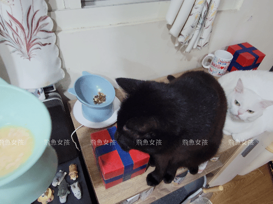 優固倍Yakupet,日本獸醫,日本製造,寵物長壽,犬貓腸胃保健,益生菌保健品,寵物保健食品,毛孩腸道保養,腸道益菌,日本專利益生菌,日本褐藻醣膠,菊苣纖維,寵物腸胃照護,優固倍評價,優固倍 寵物,優固倍 離胺酸,貓咪益生菌推薦,貓咪益生菌dcard,日本 寵物保養品 dcard,日本寵物用品必買